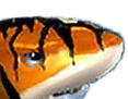 - สัญลักษณ์ ปลาสีส้ม ของสล็อต Fish Word