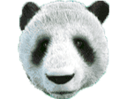 - สัญลักษณ์ ไวด์ ของสล็อต Wild Giant Panda
